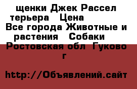 щенки Джек Рассел терьера › Цена ­ 27 000 - Все города Животные и растения » Собаки   . Ростовская обл.,Гуково г.